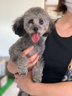 わんこの気持ち つぶやき ペットショップ 子犬の学校 長野県安曇野市