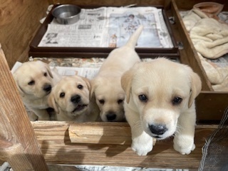 ラブラドールレトリバー - ペットショップ・子犬の学校（長野県安曇野市）